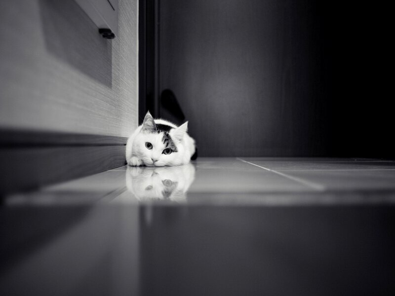 White and Black Cat — Dramatic, Photograph