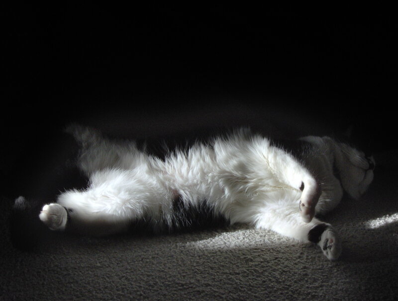 White and Black Cat — Dramatic