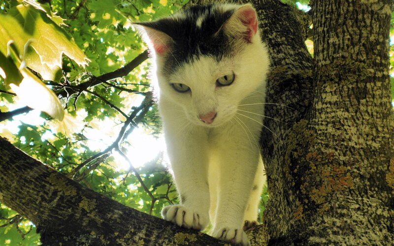 White and Black Cat — Green, Calm, Afternoon