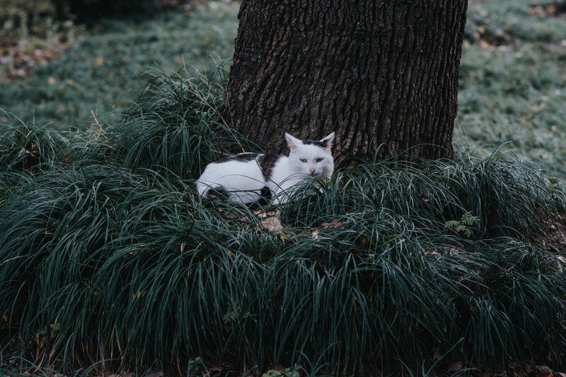 White and Black Cat — Green, Calm