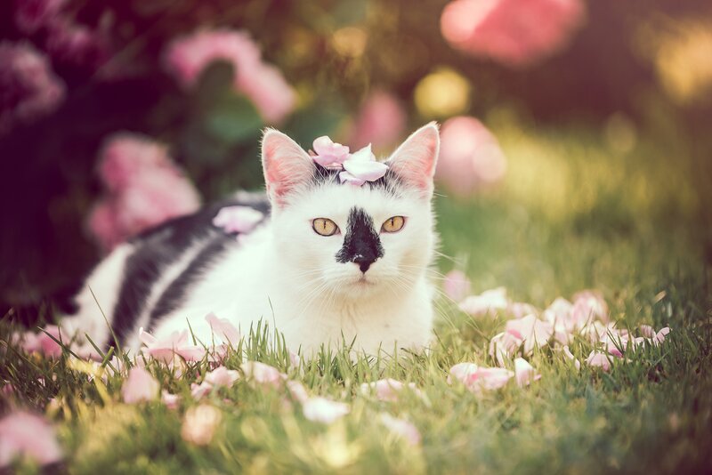 White and Black Cat — Green, Serene
