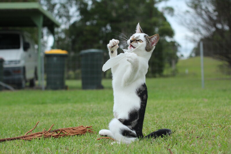 White and Black Cat — Green
