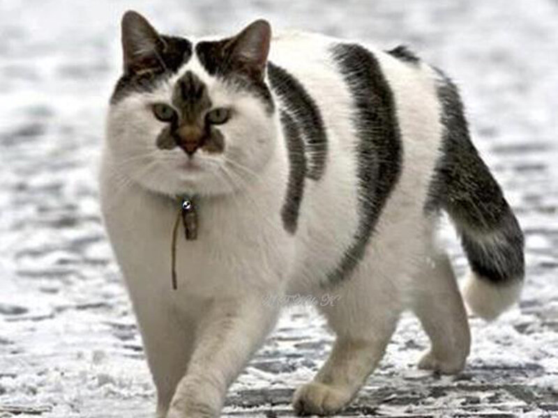 White and Black Cat — Neutral