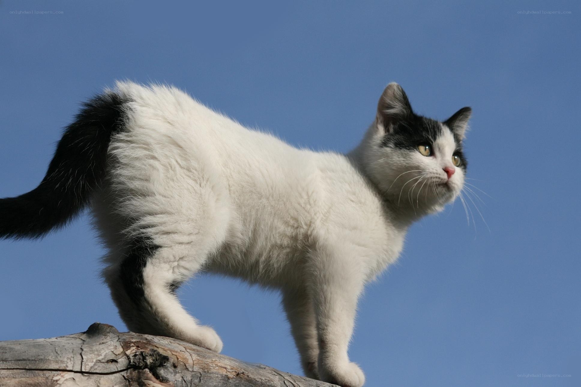 white and black cat on a log