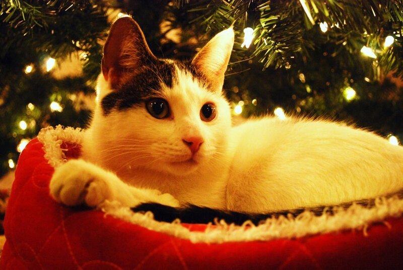 White and Black Cat — Red