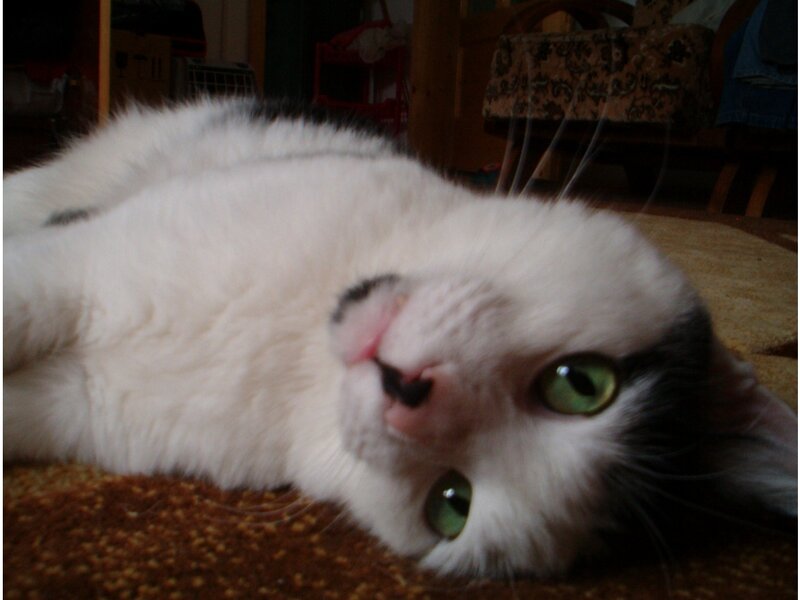 White and Black Cat — Relaxed, Night