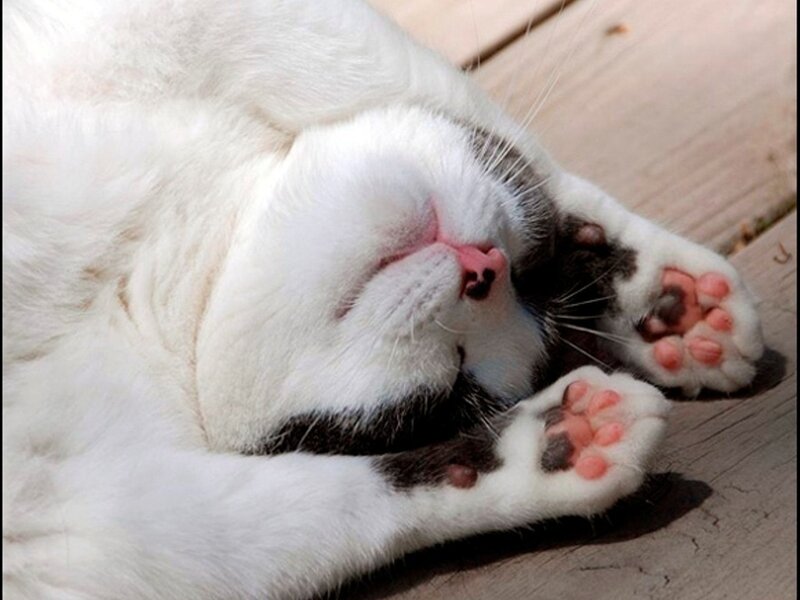 White and Black Cat — Relaxed