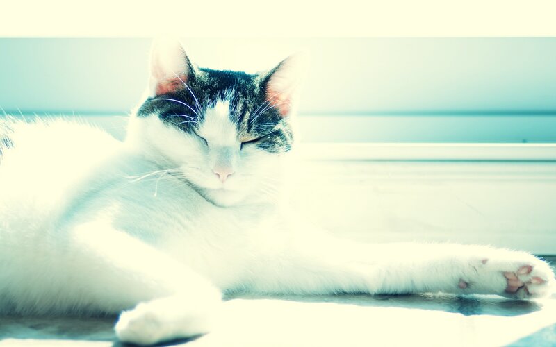 White and Black Cat — Serene, Morning