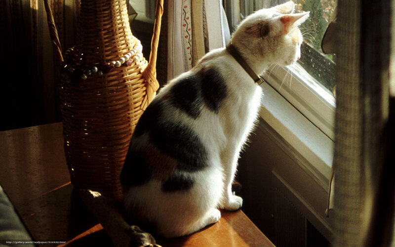 White and Black Cat — Serene