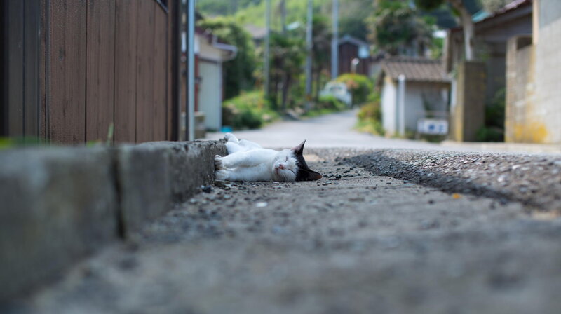 White and Black Cat Sleeping