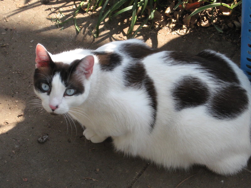 white and black cat with blue eyes