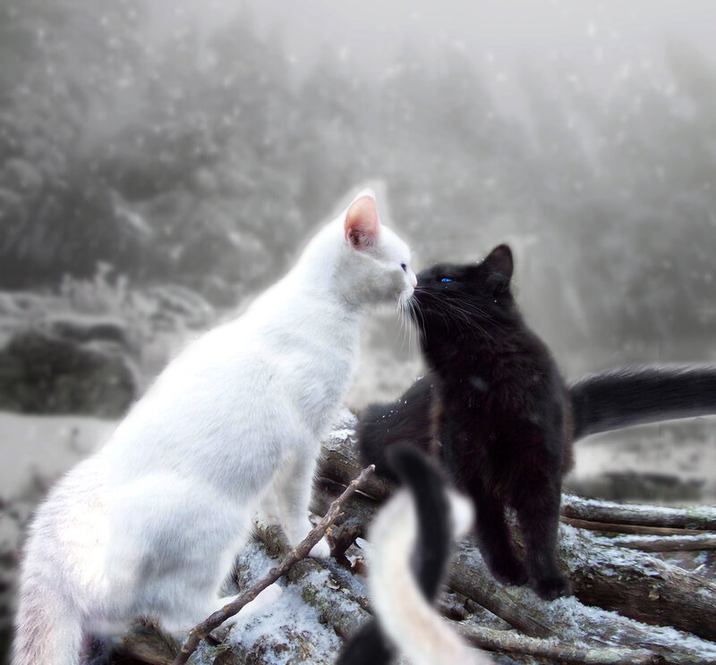 White and Black Cats