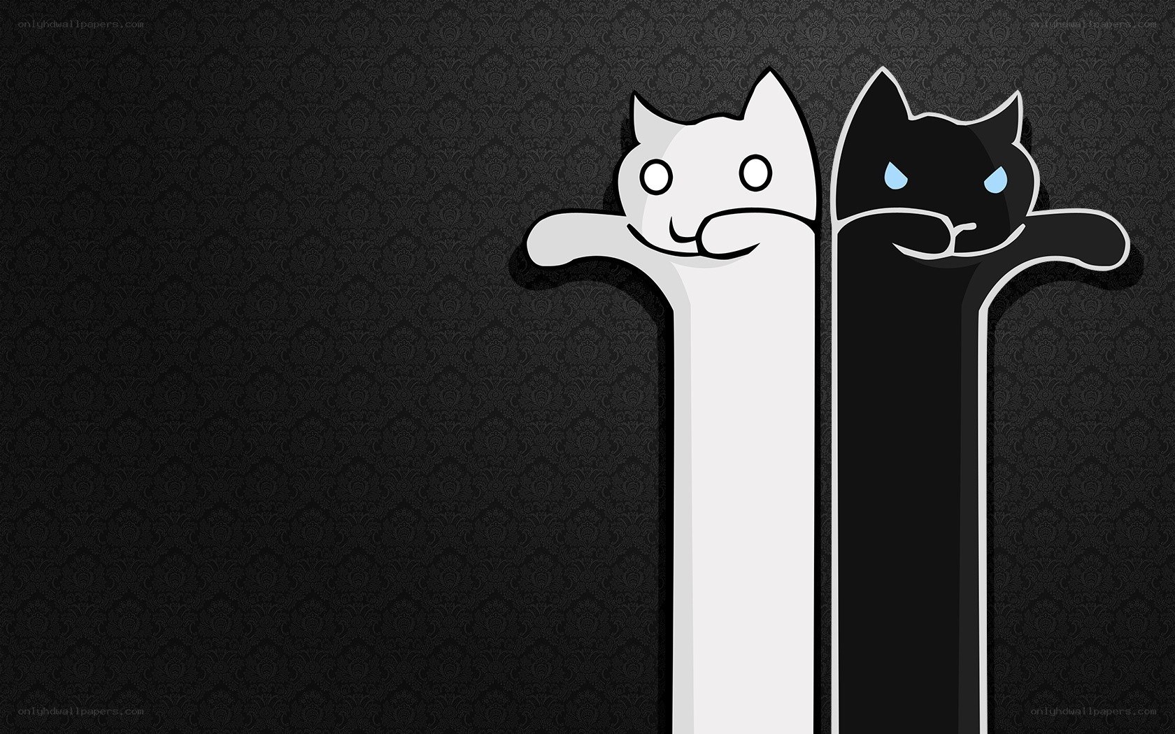 White and Black Cats Wallpaper