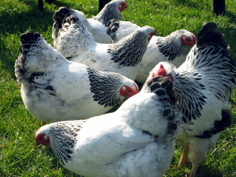 White and Black Chickens