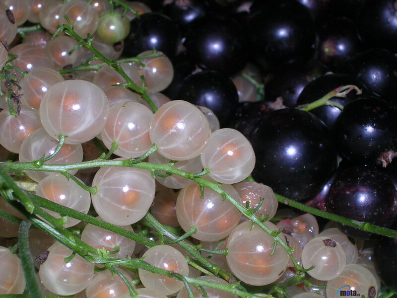 white and black currants