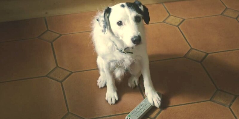 White and Black Dog — Brown