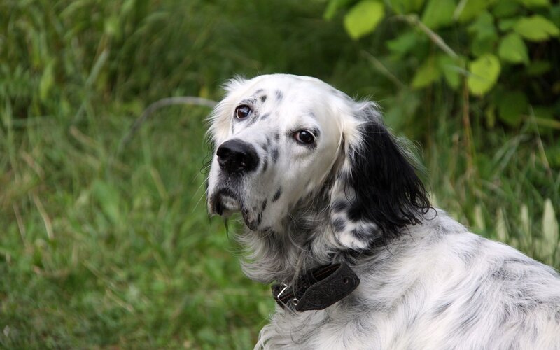 White and Black Dog — Calm, Photograph, Grass, Collar