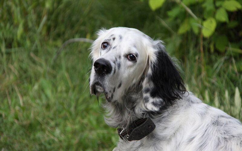 White and Black Dog — Calm, Photograph