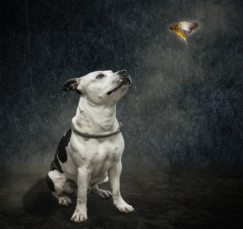 White and Black Dog — Dramatic