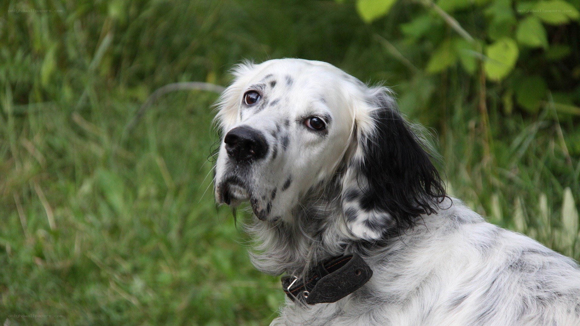 white and black dog in grass