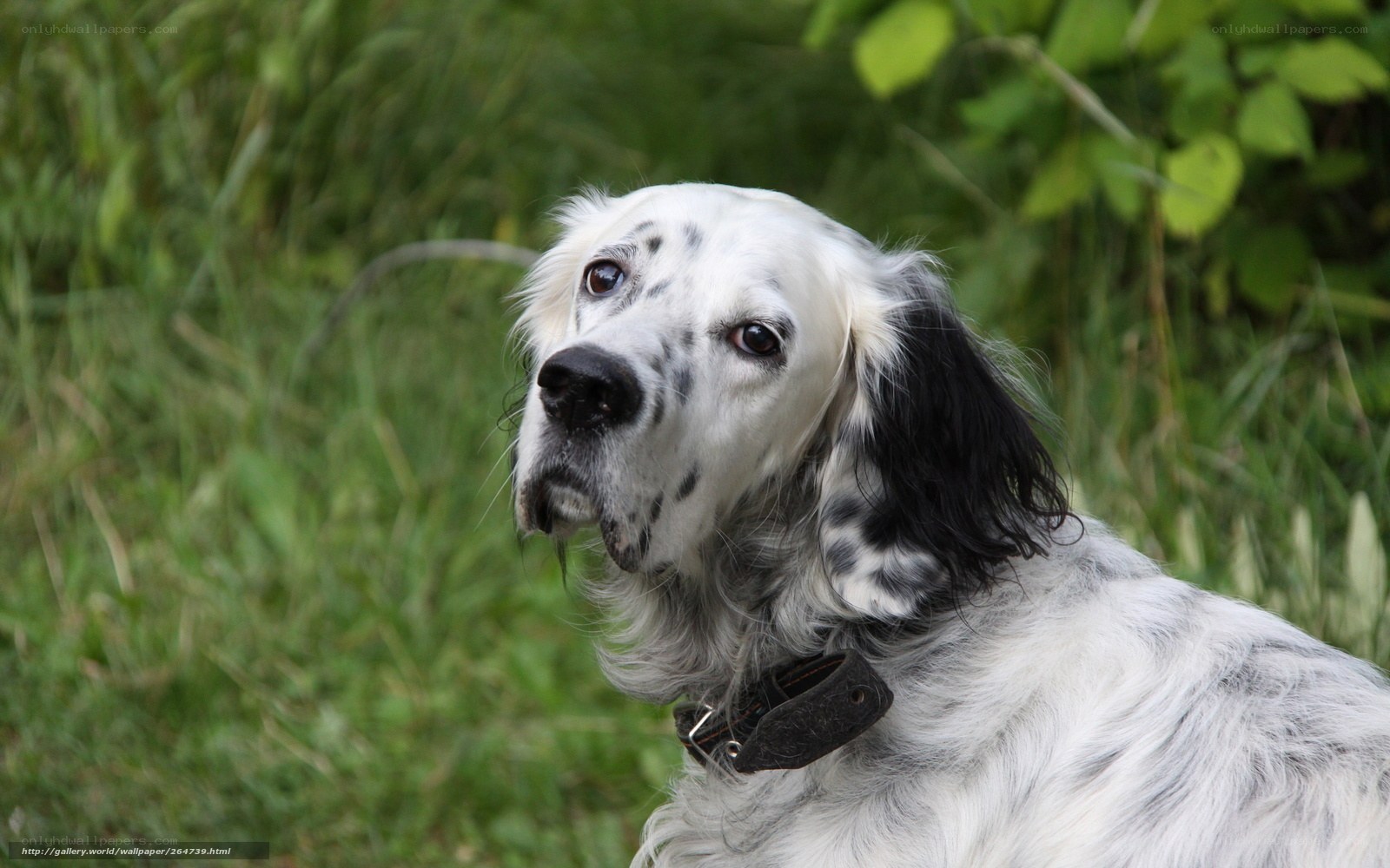 white and black dog in grass