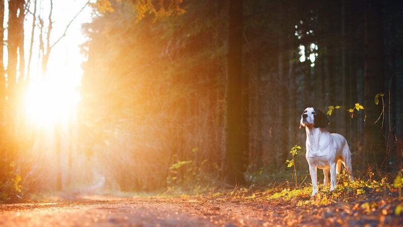 White and Black Dog — Orange