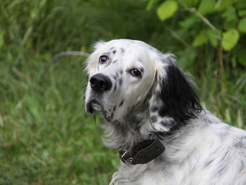 White and Black Dog