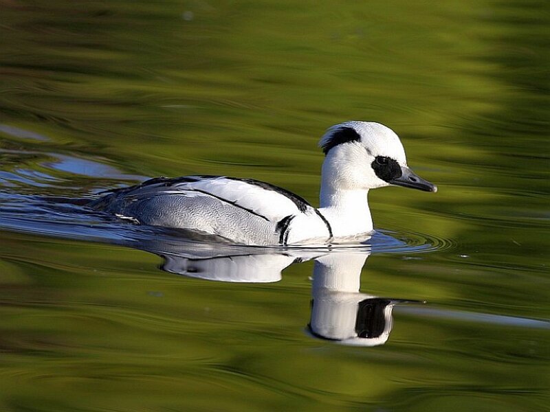 white and black duck swimming