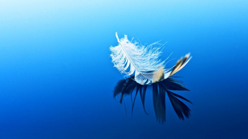 White and Black Feather