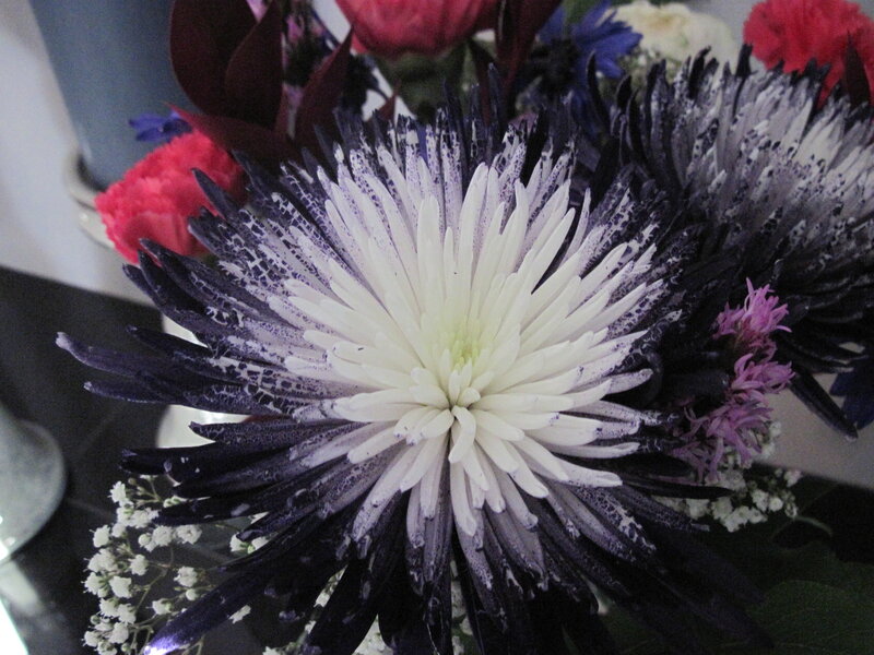 White and Black Flower