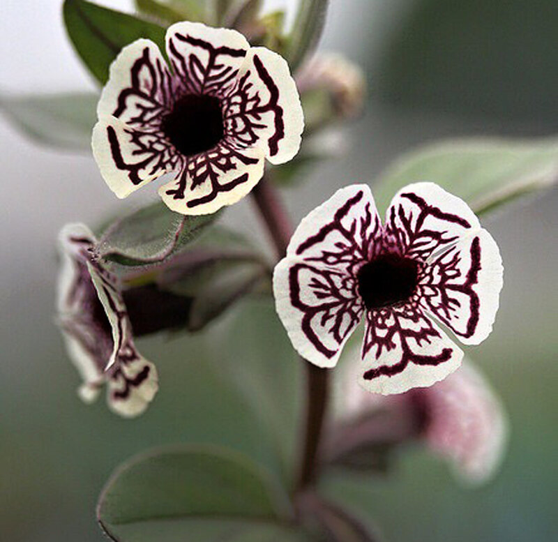 White and Black Flowers