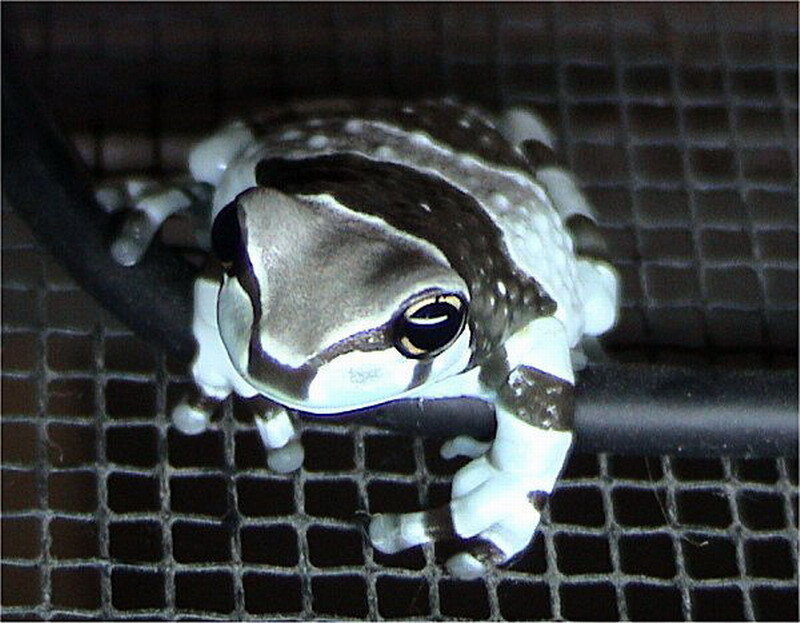 White and Black Frog