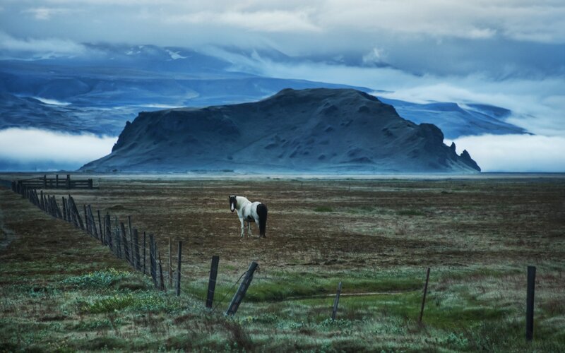 White and Black Horse — Blue, Dramatic