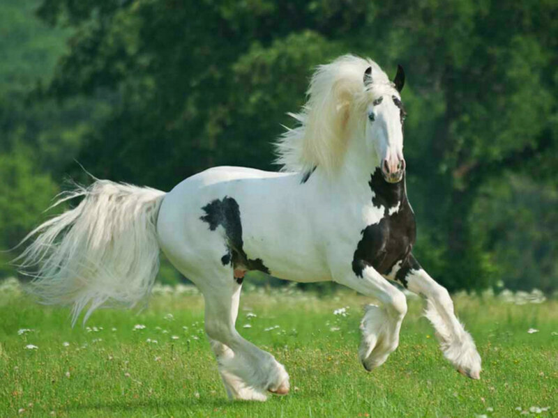 White and Black Horse — Green