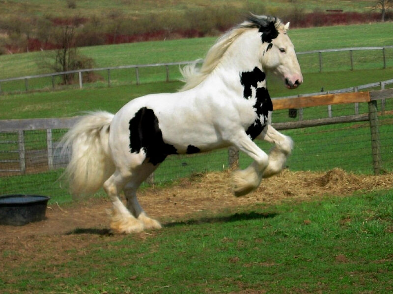 White and Black Horse