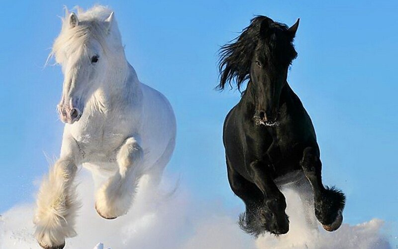 White and Black Horses — Blue, Dynamic