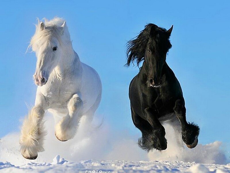 White and Black Horses — Blue