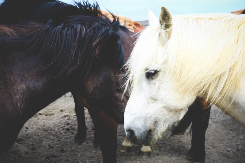 White and Black Horses — Calm