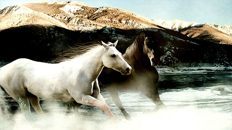 White and Black Horses — Dramatic