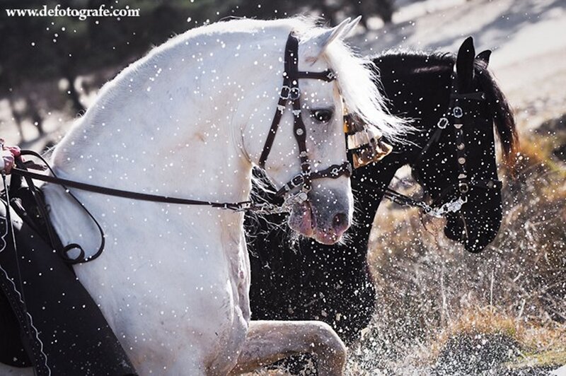 White and Black Horses — Dynamic