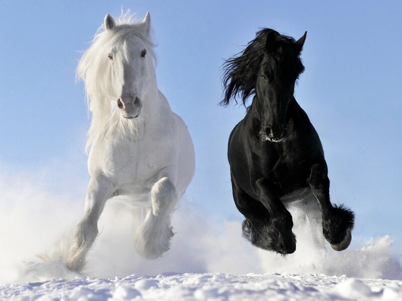 White and Black Horses — Dynamic, Winter, Photograph, Snow, Sky
