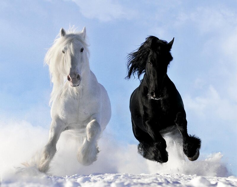 White and Black Horses — Dynamic, Winter, Photograph, Snow