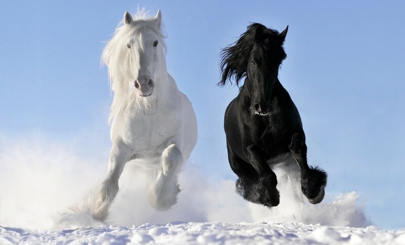 White and Black Horses — Dynamic, Winter, Photograph