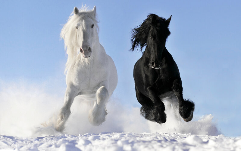 White and Black Horses — Dynamic, Winter