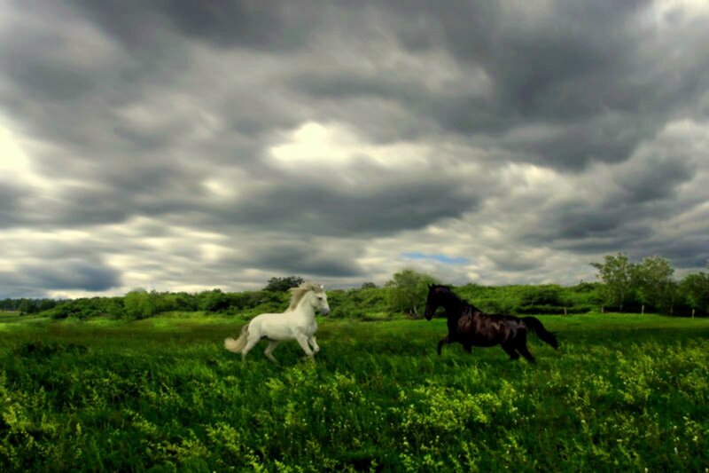 White and Black Horses — Green