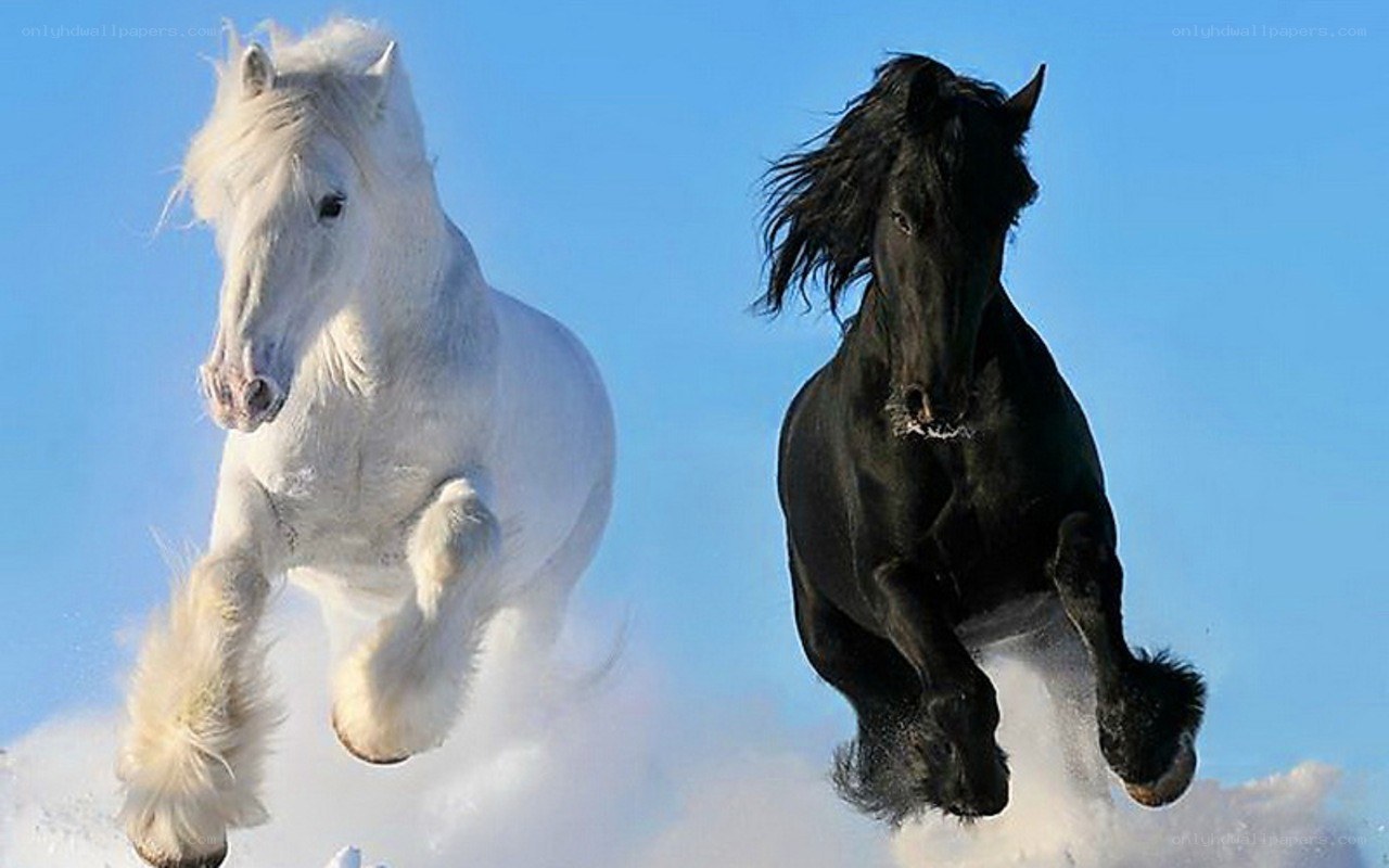 white and black horses running