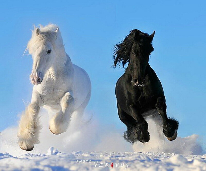 White and Black Horses