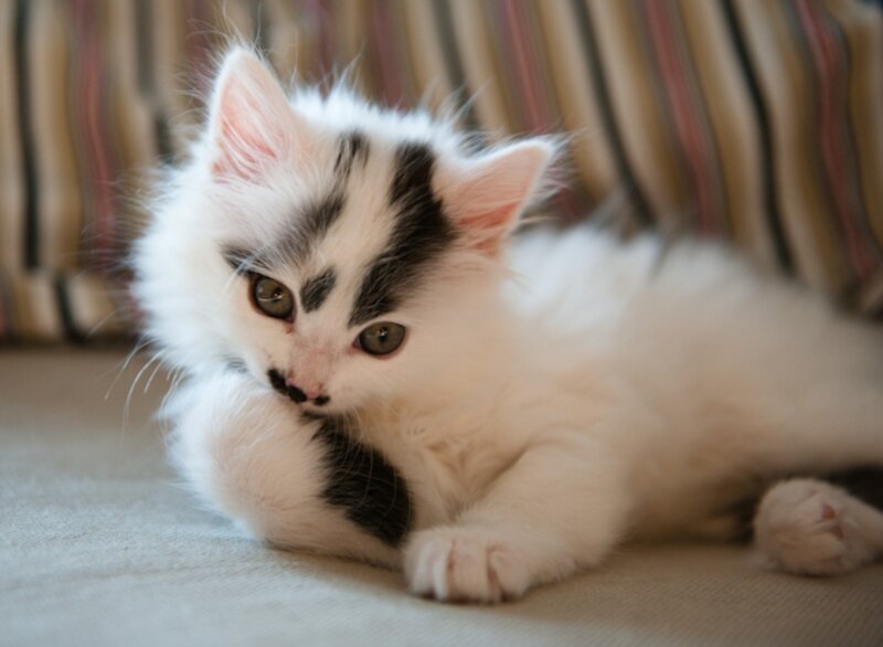 White and Black Kitten — Calm, Photograph