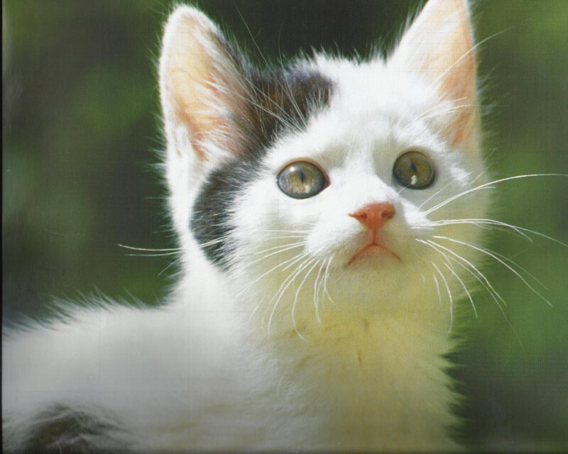 White and Black Kitten — Calm