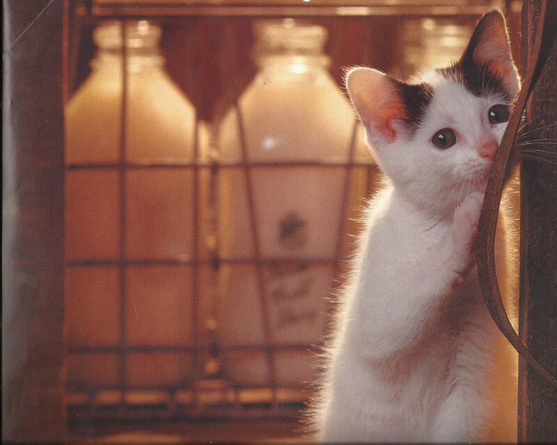 White and Black Kitten — Curious, Afternoon